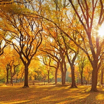 Lestari Putri avatar